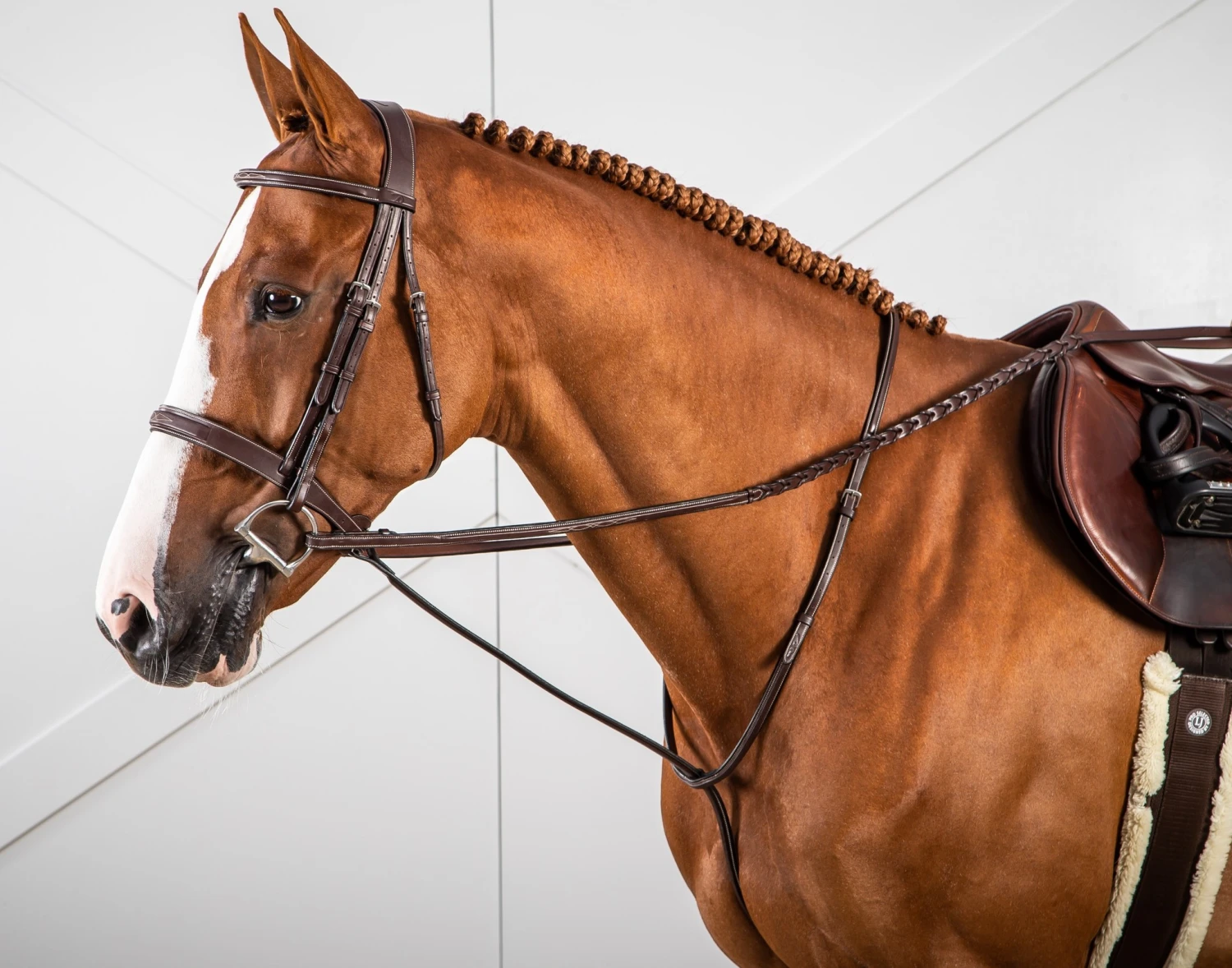 Dy'on Vaste Martingaal 1 Dy'on Vaste Martingaal