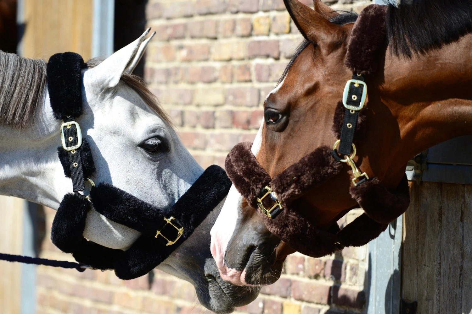 Kentucky Halster Van Schapenvacht 1 Kentucky Halster Van Schapenvacht