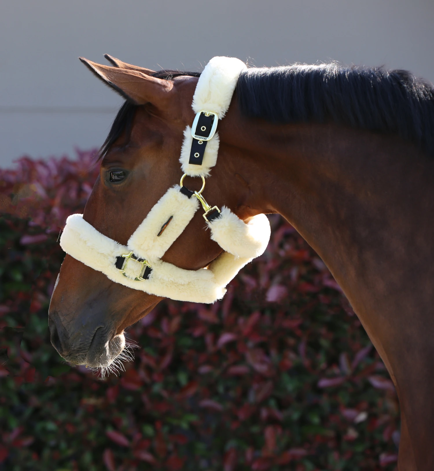 Kentucky Halster Van Schapenvacht 2 Kentucky Halster Van Schapenvacht - Afbeelding 2