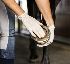 Absorbine Magic Cushion -Paardensport image 184